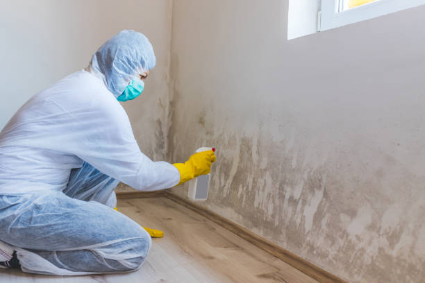 Licensed Black Mold Removal service in Rock Hall, MD - WQB Mold Removal