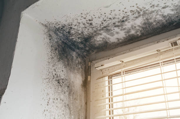 Affordable Black Mold Removal solutions in Rock Hall, MD